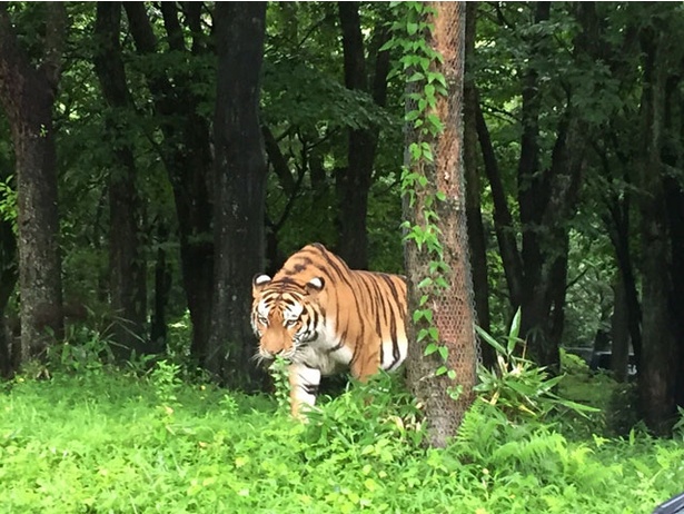 画像9 全枚 旅好きが選ぶ 日本の動物園ベスト10 水族館ベスト10 全スポットを写真で紹介 ウォーカープラス