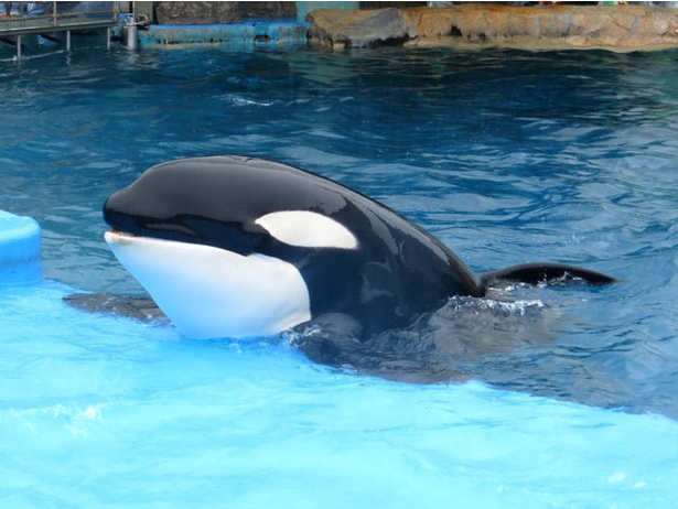 「旅好きが選ぶ！日本の動物園・水族館ランキング2018」水族館部門4位 名古屋港水族館/愛知県名古屋市