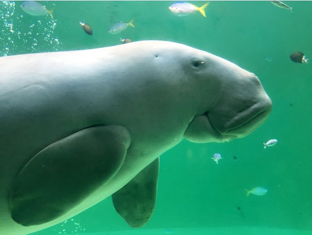 「旅好きが選ぶ！日本の動物園・水族館ランキング2018」水族館部門6位 鳥羽水族館/三重県鳥羽市