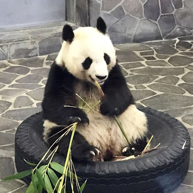 「旅好きが選ぶ！日本の動物園・水族館ランキング2018」動物園部門7位 神戸市立王子動物園/兵庫県神戸市
