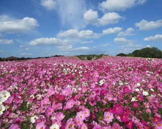 今週末の予定はコレで決まり！週末イベント5選・福岡県編［2018年9月28日(金)～30日(日)］