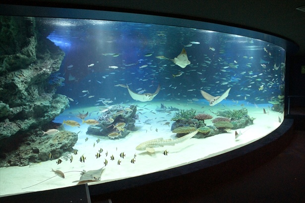 サンシャイン水族館の水槽「サンシャインラグーン」