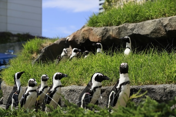 【写真を見る】サンシャイン水族館「草原のペンギン」