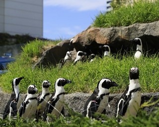 水族館プロデューサーに聞く、消える水族館と伸びる水族館を分けるもの