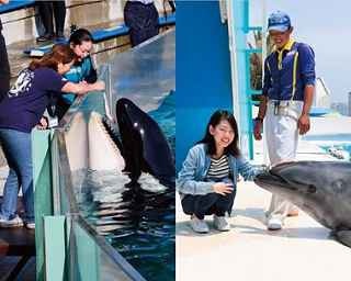 1日で6つの貴重な体験ができる！鴨川シーワールド「満喫体験」