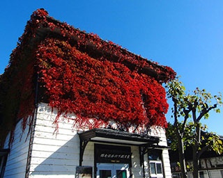 樹齢150年以上のケヤキ並木！山形県・山居倉庫の紅葉が間もなく見頃