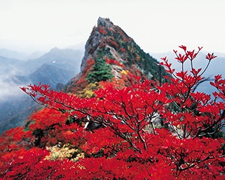 赤く染まる西条市の守り神・愛媛県の石鎚山で「石鎚もみじまつり」開催