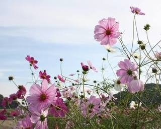 広大なコスモス畑に感動！岡山県笠岡市「コスモスフェスティバル2018」