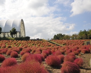 色鮮やかな秋色に移ろいゆく公園を満喫！香川県仲多度郡「秋！色どりフェスタ」