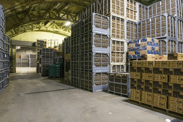こちらがジャガイモ倉庫の内部。室温2度に保たれており、夏場でもひんやり