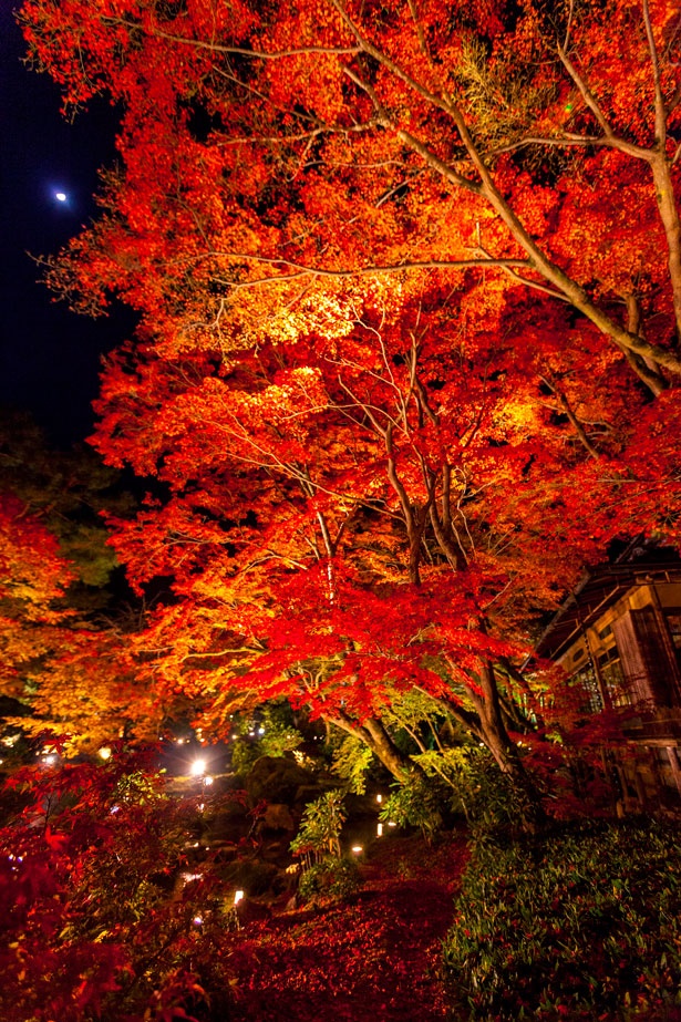 名庭の紅葉をライトが鮮やかに照らし出す。五感をフルに使いながら散策しよう