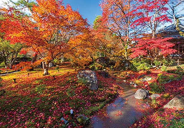 緑の苔と燃えるように赤い木々のコントラストが絶景。庭園中をおおう紅葉のじゅうたんが楽しめる、 散り際に訪れるのもおすすめ