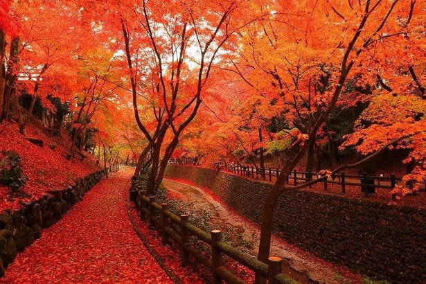 昼の紙屋川沿いは水面の輝きや木漏れ日などが、紅葉の木々を優しく包み込む