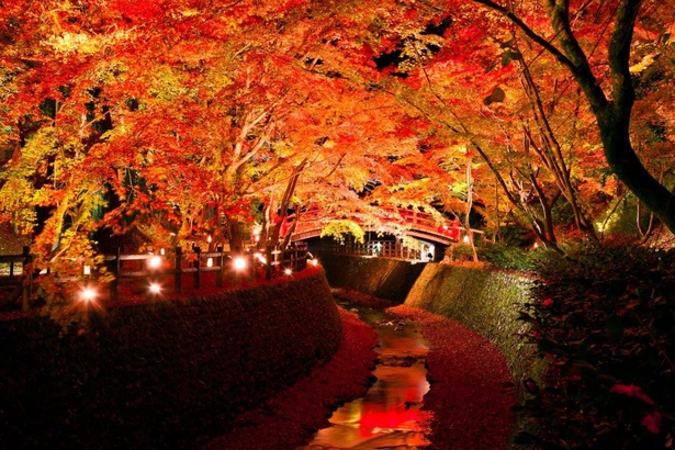 もみじ苑にかかる鶯橋の朱色と見事な紅葉、紙屋川を流れる散りモミジが光に照らされる