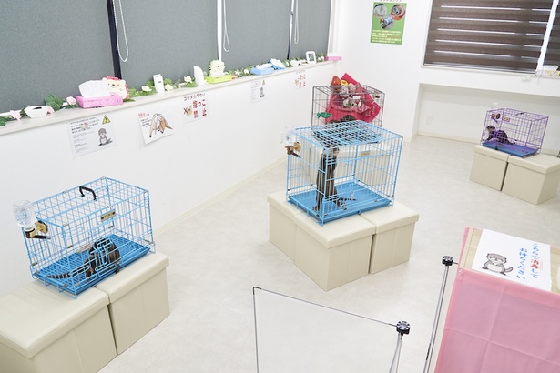 コツメカワウソのおウチはこちら。それぞれに個性があります