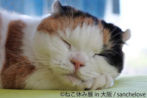 ハロウィン猫からガンバ大阪コラボまで 猫の写真展 ねこ休み展 が1年半ぶりに大阪開催 ウォーカープラス