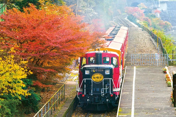 ライトアップもあり 京都のレトロな嵯峨野トロッコ列車で絶景モミジを ウォーカープラス