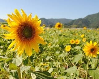 秋に咲く珍しいひまわりが見られる！高知県土佐市で「出間沖花*花フェスタ」開催