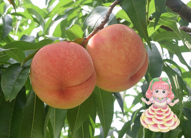 福島を代表する桃の品種「あかつき」