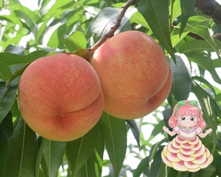 果物の魅力に迫る！第73回企画展「くだもの展 ギュッと濃縮！果物の魅力」開催中