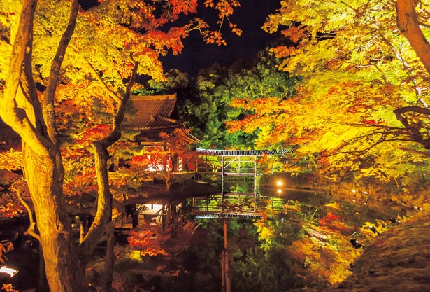 池に映る紅葉が美しい庭園美 高台寺で望む秋 ウォーカープラス