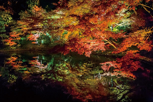 池に映る紅葉が美しい庭園美 高台寺で望む秋 ウォーカープラス