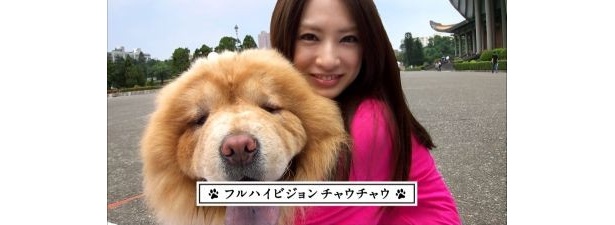 中国の犬「チャウチャウ」と一緒に