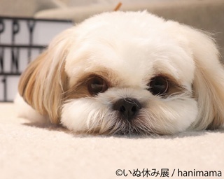 反則級にかわいいワンちゃんの写真をチラ見せ!!犬派待望の「いぬ休み展」が名古屋で開催！