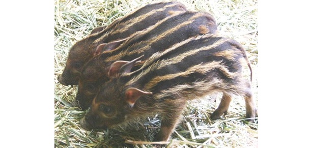 よこはま動物園ズーラシア(横浜市旭区)のアカカワイノシシの3兄弟