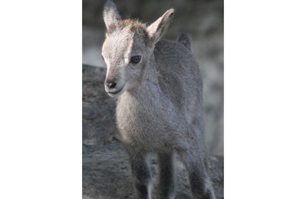 金沢動物園(横浜市金沢区)で生まれた、珍しいスーチョワンバーラルの赤ちゃん(メス)