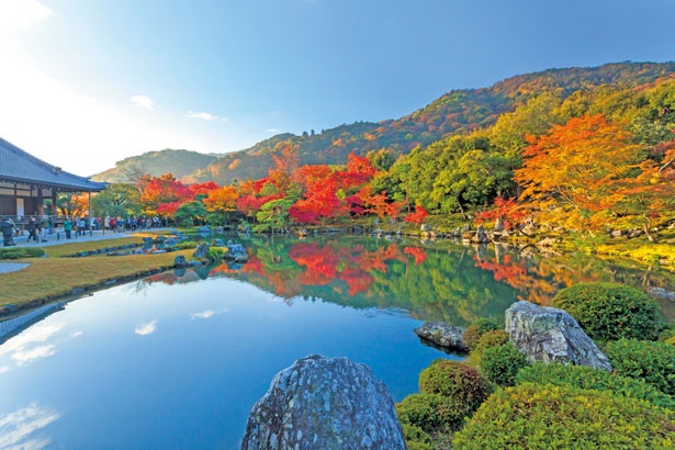 朝日が美しい早朝参拝も 嵐山も見える名庭園 天龍寺で真っ赤な紅葉を ウォーカープラス