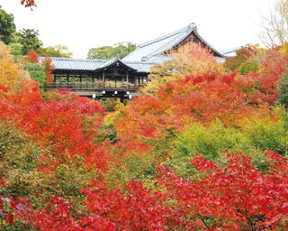 真っ赤に鮮やかな鳥居 楼門 紅葉 お稲荷さん が愛称の伏見稲荷大社へ ウォーカープラス