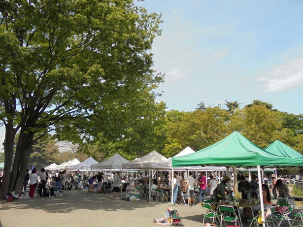 画像3 4 国営昭和記念公園で秋の紅葉を満喫 黄金に輝くイチョウのトンネルも ウォーカープラス