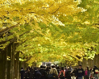 国営昭和記念公園で秋の紅葉を満喫！黄金に輝くイチョウのトンネルも