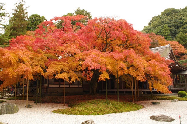 雷山千如寺大悲王院(福岡県糸島市) / 雷山の秋を彩る樹齢400年の大楓