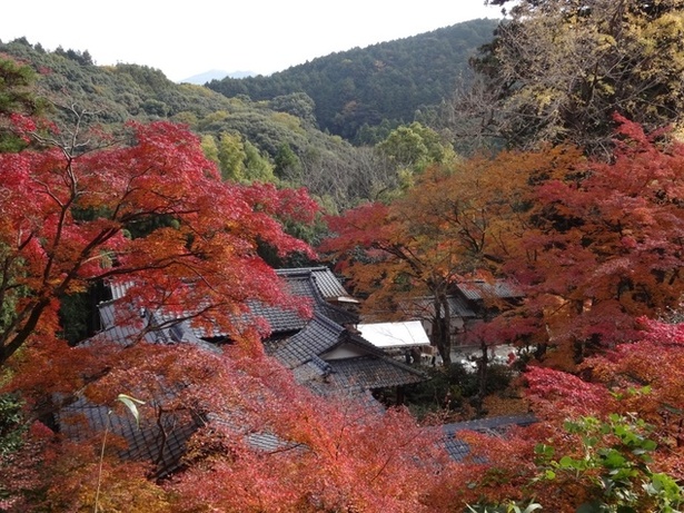 永勝寺(福岡県久留米市) / 美しく色づいた境内を秋の風情と共に堪能