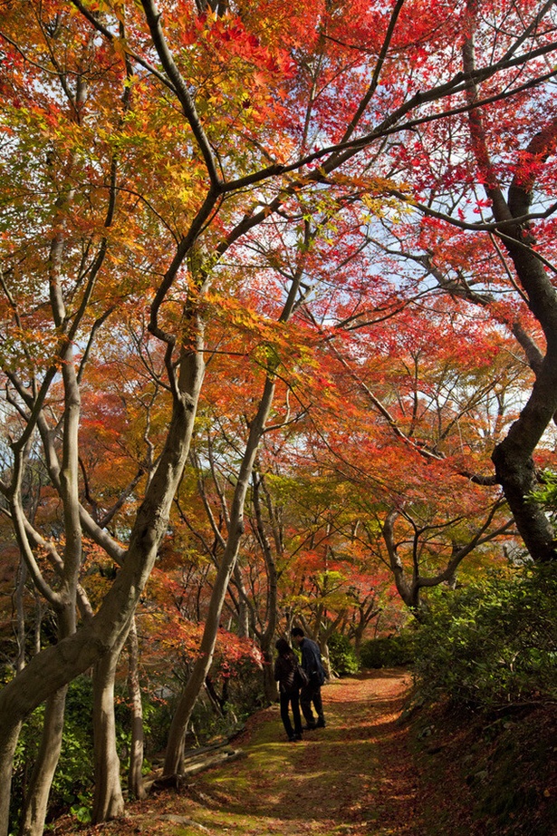 白野江植物公園(福岡県北九州市門司区) / 日本の原風景が広がる公園を錦絵のように染めるモミジ