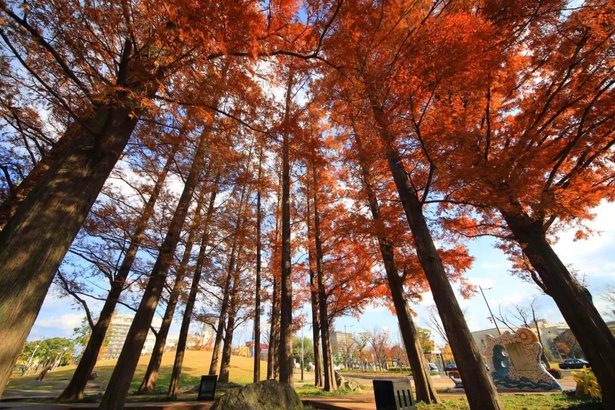 勝山公園(福岡県北九州市小倉北区) / 鮮やかに色づいたイチョウが迎える市のシンボル的公園