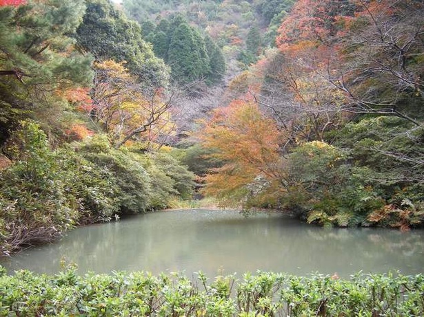 陶山神社(佐賀県西松浦郡有田町) / 磁器製の鳥居があるユニークな神社を紅葉と共に楽しむ