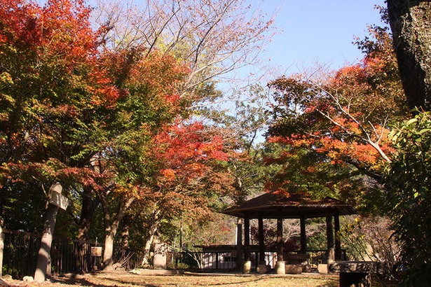 舞鶴城公園(熊本県葦北郡津奈木町) / 熊本100景認定の岩山を紅葉が彩る