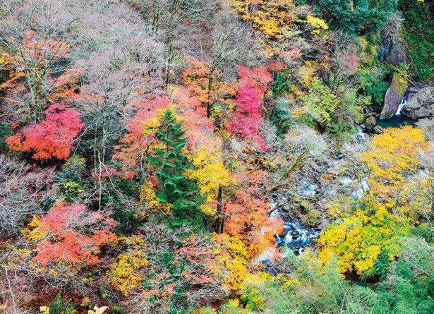 緑仙峡(熊本県上益城郡山都町) / 水源を囲む赤と黄のコントラスト