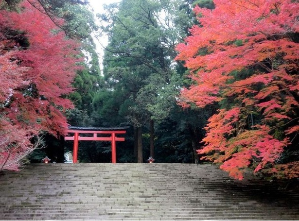 霧島(霧島神宮)(鹿児島県霧島市霧島田口) / 幻想的な紅葉の霧島神宮