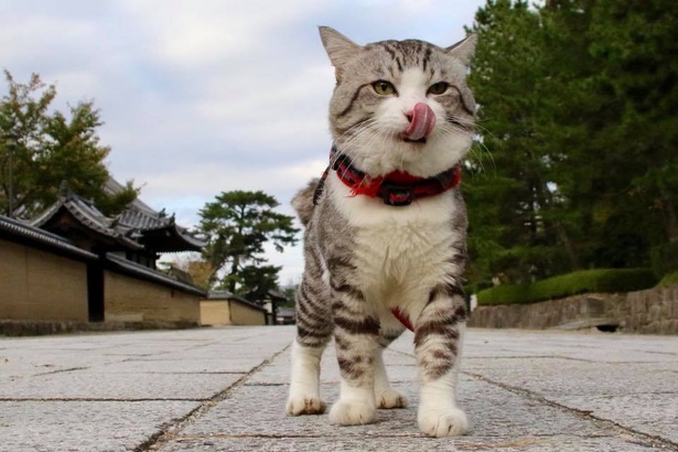 旅猫 ニャン吉の大冒険 / 奈良県・法隆寺