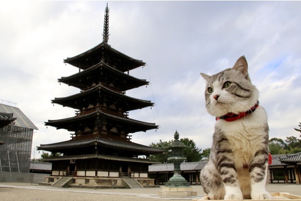 旅猫 ニャン吉の大冒険 / 奈良県・法隆寺