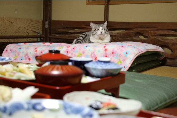  旅猫 ニャン吉の大冒険 / 和歌山県・高野山『報恩院』