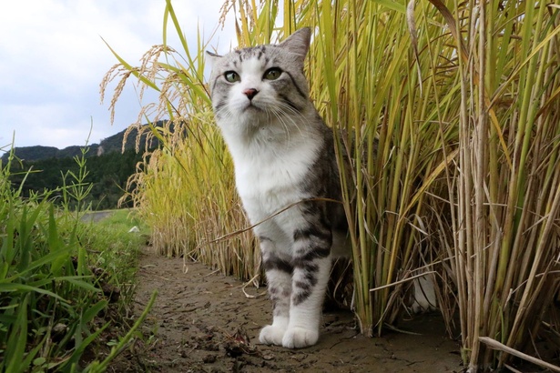 旅猫 ニャン吉の大冒険 / 鹿児島県