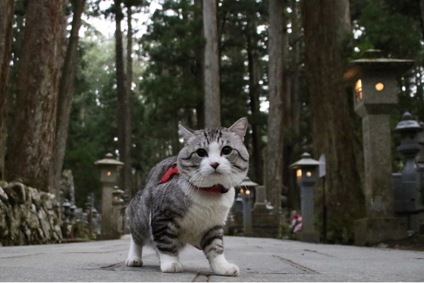 旅猫 ニャン吉の大冒険 / 和歌山県・高野山「奥之院」