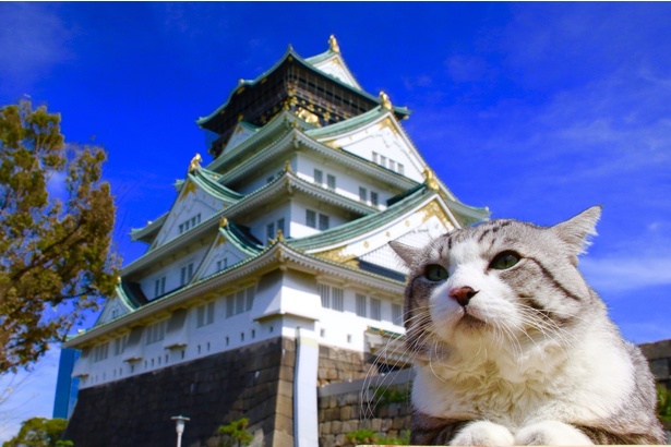 旅猫 ニャン吉の大冒険 / 大阪府・大阪城