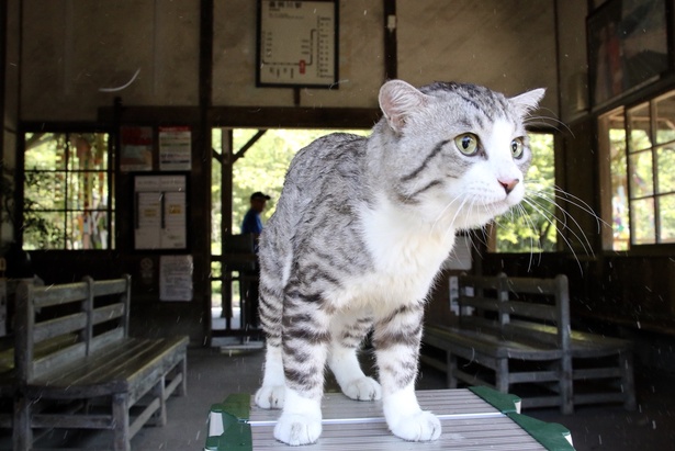 旅猫 ニャン吉の大冒険 / 鹿児島県