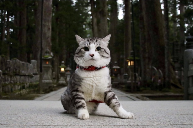 旅猫 ニャン吉の大冒険 / 和歌山県・高野山「奥之院」